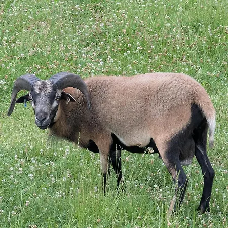 Apartament - Barrierefrei - Im Sanierten Gutshof *