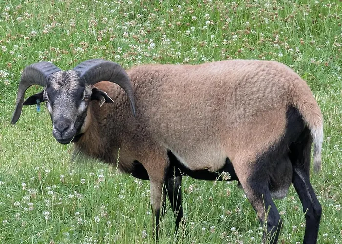 Apartment - Barrierefrei - Im Sanierten Gutshof *